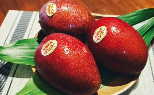 【木箱入】【先行受付・2026年発送】伊集農園  沖縄県産マンゴー（贈答用木箱）約1kg - 先行予約 沖縄 産地直送 南国フルーツ 旬の味覚 旬のフルーツ 贈り物 ギフト 沖縄県 八重瀬町