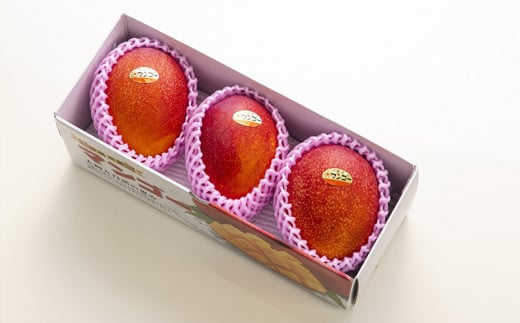 【化粧箱入】【先行受付・2026年発送】渡口ファームのこだわりマンゴー約1kg - 先行予約 沖縄県産 産地直送 南国フルーツ 旬の味覚 季節の果物 贈り物 ギフト 沖縄県 八重瀬町