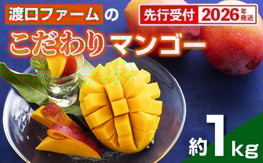 【化粧箱入】【先行受付・2026年発送】渡口ファームのこだわりマンゴー約1kg - 先行予約 沖縄県産 産地直送 南国フルーツ 旬の味覚 季節の果物 贈り物 ギフト 沖縄県 八重瀬町