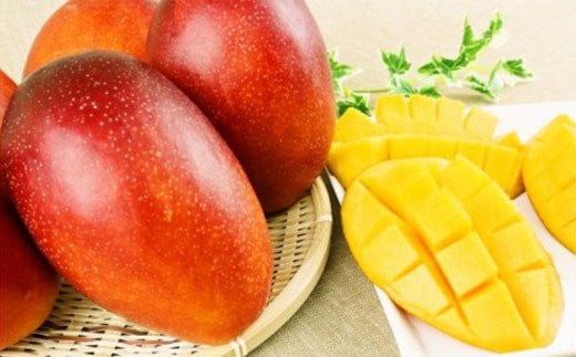 【化粧箱入】【先行受付・2026年発送】神谷ファームのマンゴー（極）約2Kg - 先行予約 沖縄県産 産地直送 南国フルーツ 旬の味覚 季節の果物 贈り物 ギフト 沖縄県 八重瀬町