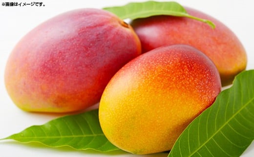 【先行受付】【2026年発送】MKファームの贈答用アップルマンゴー約1kg【贈答用】- 贈答用 ギフト 先行予約 沖縄県産 産地直送 南国フルーツ 旬の味覚 アップルマンゴー オススメ 沖縄県 八重瀬町