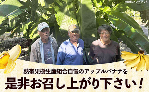 熱帯果樹生産組合のアップルバナナ 約3kg - バナナ ばなな 小ぶり 沖縄県 産地直送 果物 フルーツ 南国 朝食 おすすめ 沖縄県 八重瀬町