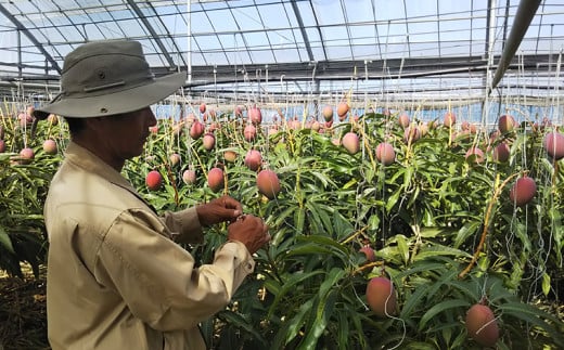 【化粧箱入】【先行受付・2026年発送】神谷ファームのマンゴー（秀）約1Kg - 先行予約 沖縄県産 産地直送 南国フルーツ 旬の味覚 季節の果物 贈り物 ギフト 沖縄県 八重瀬町