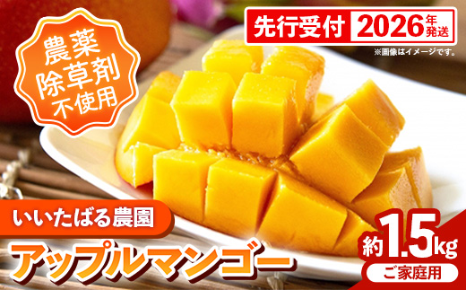 【先行受付】【2026年発送】いいたばる農園の家庭用アップルマンゴー約1.5kg - ご家庭用 先行予約 沖縄県産 産地直送 農薬不使用 除草剤不使用 南国フルーツ 旬の味覚 マンゴー オススメ 沖縄県 八重瀬町