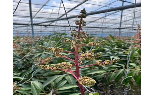 【化粧箱入】【先行受付・2026年発送】神谷ファームのマンゴー（極）約1Kg - 先行予約 沖縄県産 産地直送 南国フルーツ 旬の味覚 季節の果物 贈り物 ギフト 沖縄県 八重瀬町