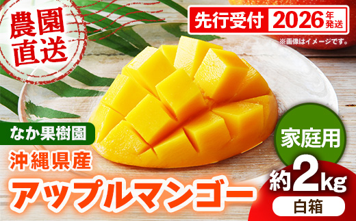 【先行受付】【2026年発送】なか果樹園 アップルマンゴー 家庭用 約2kg （白箱）- 産地直送 先行予約 沖縄県産 ご自宅用 南国フルーツ 旬の味覚 オススメ 沖縄県 八重瀬町