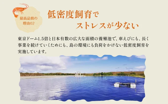 訳あり 竹富島産 冷凍車えび 規格外品 1kg