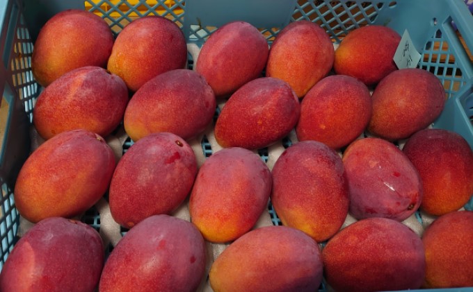 2024年 先行予約 マンゴー 夏小紅 約1kg 2〜3玉 ますみ農園 甘味 スッキリ 果物 フルーツ