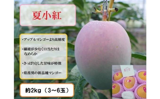 2024年 先行予約 マンゴー 夏小紅 約2kg 3〜6玉 ますみ農園 甘味 スッキリ 果物 フルーツ