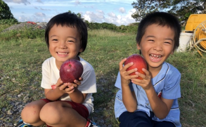 2025年 先行予約 マンゴー 夏小紅 約2kg 3〜6玉 ますみ農園 甘味 スッキリ 果物 フルーツ