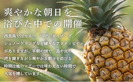 パイナップル収穫体験【5名】爽やかな朝日を浴びた中での開催♪（4月25日～6月15日開催）