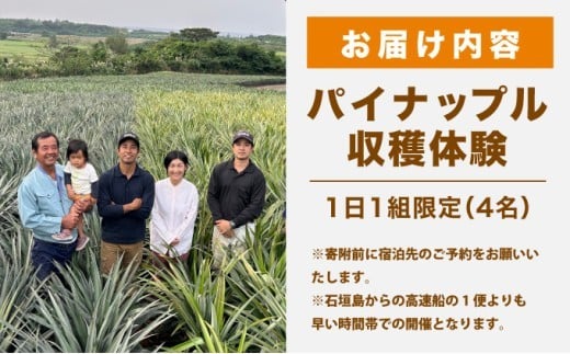 パイナップル収穫体験【4名】爽やかな朝日を浴びた中での開催♪（4月25日～6月15日開催）