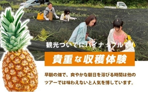 パイナップル収穫体験【3名】爽やかな朝日を浴びた中での開催♪（4月25日～6月15日開催）
