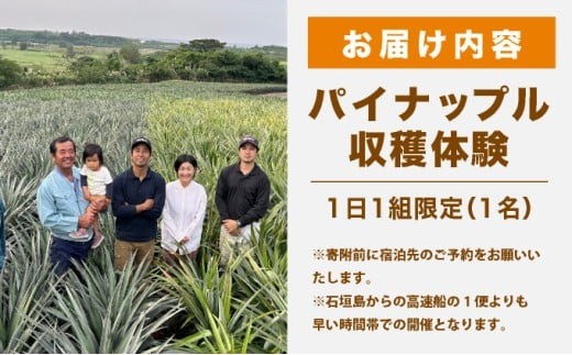 パイナップル収穫体験【1名】爽やかな朝日を浴びた中での開催♪（4月25日～6月15日開催）