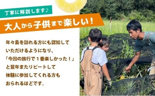 パイナップル収穫体験【1名】爽やかな朝日を浴びた中での開催♪（4月25日～6月15日開催）