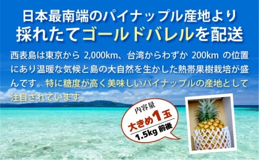 【2026年発送】ゴールドバレルビッグな１玉セット