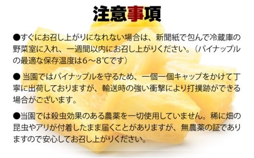【2026年発送】ゴールドバレルビッグな１玉セット