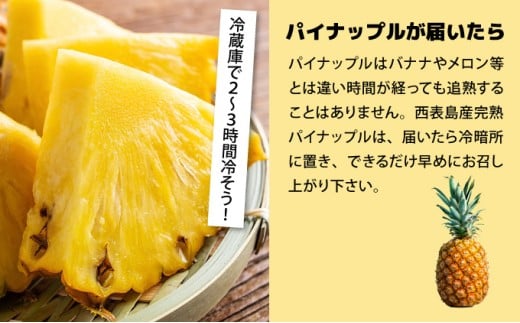 【2026年発送】ゴールドバレルビッグな１玉セット