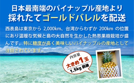 【2026年発送】ゴールドバレルビッグな１玉セット