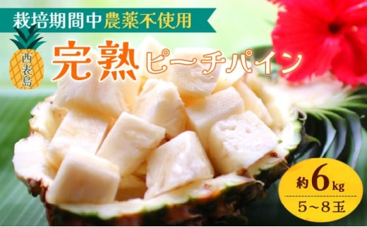 2026年 先行予約 西表島の完熟ピーチパイン 6kg (5～8玉)【嘉本商店 完熟 果物 フルーツ】お届け：5月中旬～6月中旬頃【042-a004】