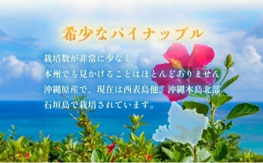 2026幎 å
è¡äºçŽ è¥¿è¡šå³¶ã®å®çããŒããã€ã³ 6kg (5ïœ8ç)ã忬ååº å®ç æç© ãã«ãŒãããå±ãïŒ5æäžæ¬ïœ6æäžæ¬é ã042-a004ã