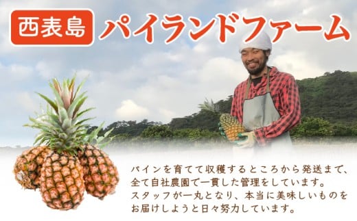 ＜訳あり！＞2026年 先行予約 大きさ不揃い お得！箱にいっぱいピーチパイン9kgセット