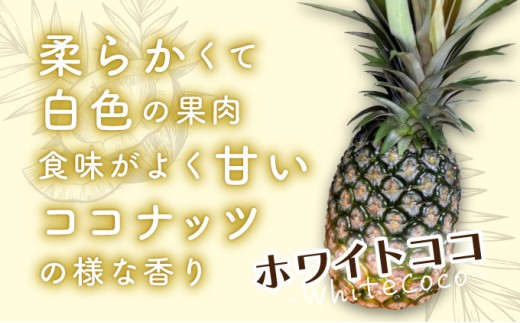 新品種高級パイナップル ホワイトココ 希少品種 ココナッツの香り 約3kg（3～4玉）