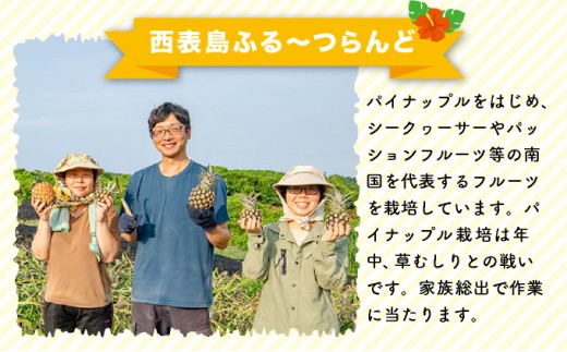 æ°åçš®é«çŽãã€ãããã« ãã¯ã€ãã³ã³ åžå°åçš® ã³ã³ãããã®éŠã çŽ3kgïŒ3ïœ4çïŒ