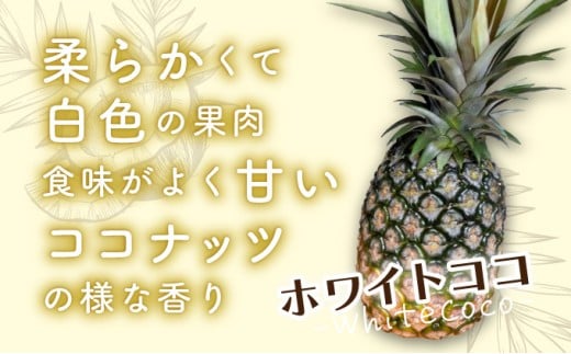 æ°åçš®é«çŽãã€ãããã« ãã¯ã€ãã³ã³ åžå°åçš® ã³ã³ãããã®éŠã çŽ3kgïŒ3ïœ4çïŒ