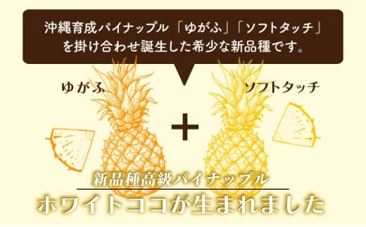 新品種高級パイナップル ホワイトココ 希少品種 ココナッツの香り 約3kg（3～4玉）