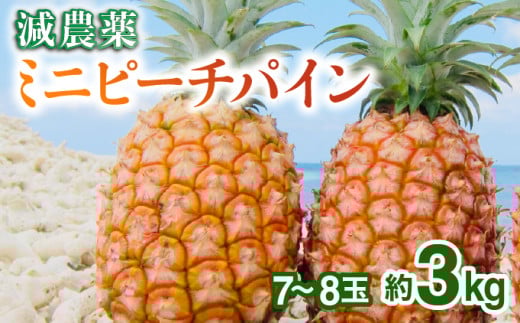 2026年 先行予約 栽培期間中 減農薬 ミニピーチパイン 3kg (7～8玉)  西表島アナナス農園 完熟 パイン 果物 フルーツ