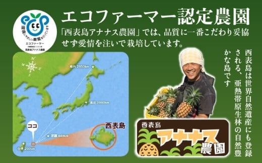 2026年 先行予約 栽培期間中 減農薬 ミニピーチパイン 3kg (7～8玉)  西表島アナナス農園 完熟 パイン 果物 フルーツ