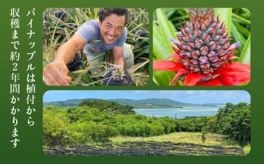 2026幎 å
è¡äºçŽ ãã€ãããã« ã€ãã«å®çŸïŒè»¢ææéäžãJASãªãŒã¬ãã㯠ããããŒã 3kg (7ïœ8ç) æç© ãã«ãŒã