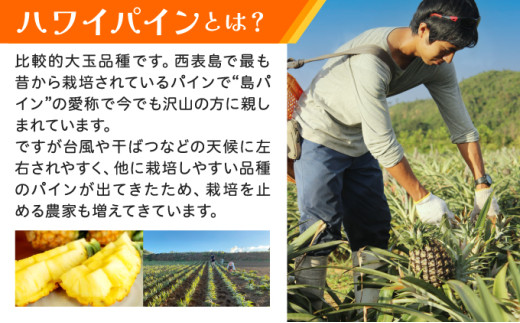 《2026年先行予約》ハワイパイン約10kg 【お届け：2026年6月中旬～7月下旬】【農園ファイミール 完熟 果物 フルーツ パイン パイナップル】