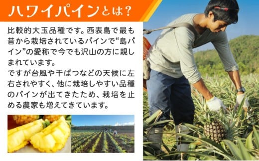《2026年先行予約》ハワイパイン約10kg 