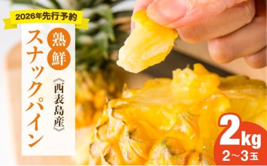 【手でちぎって食べる楽しさ】熟鮮スナックパイン2kg（2～3玉）2026年 先行予約　沖縄　西表島
