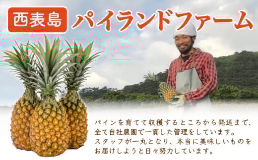 ãæã§ã¡ãã£ãŠé£ã¹ã楜ãããçé®®ã¹ããã¯ãã€ã³2kgïŒ2ïœ3çïŒ2026幎 å
è¡äºçŽãæ²çžã西衚島