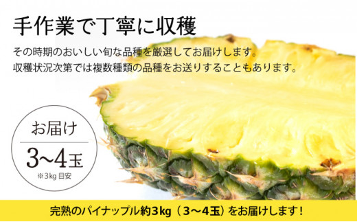 2026年 先行予約 完熟 パインアップル 約3kg 水鴨農園 パイン パイナップル 果物 フルーツ