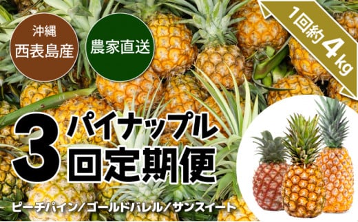 【2026年5月～7月（全3回発送）】南国の美味しさを！パイナップル 定期便 B
