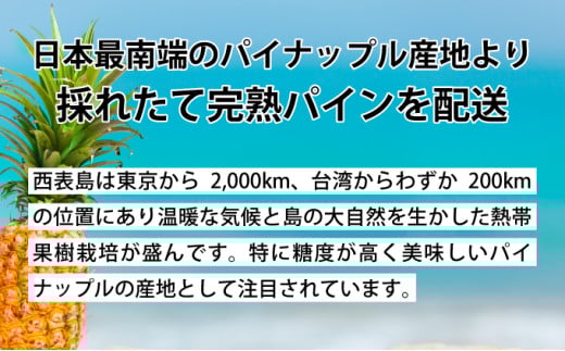 【2026年5月～7月（全3回発送）】南国の美味しさを！パイナップル 定期便 B