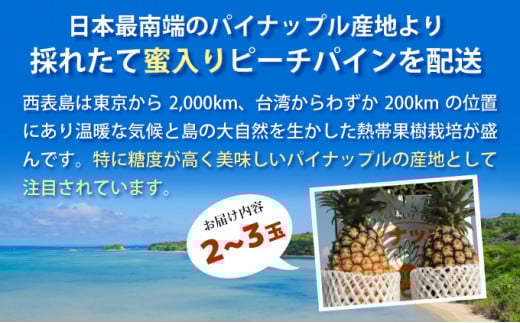 【2026年発送】リピータ続出！西表パイン園の蜜入り ピーチパイン 2kgセット