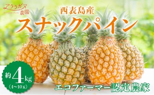 知名度NO.1！糖度が高く真っ黄色な新感覚パイン☆　ちぎって食べるスナックパイン4kg（4～10玉）