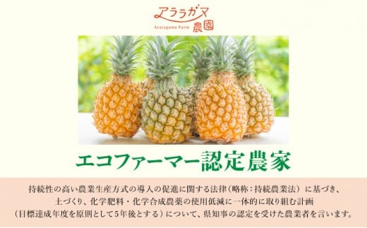 知名度NO.1！糖度が高く真っ黄色な新感覚パイン☆　ちぎって食べるスナックパイン4kg（4～10玉）