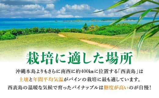 アララガマ農園発祥のピーチパイン。香り高く女性人気NO.1！国内流通量1％未満、幻の完熟ピーチパイン　ピーチパイン4kg（4～10玉）