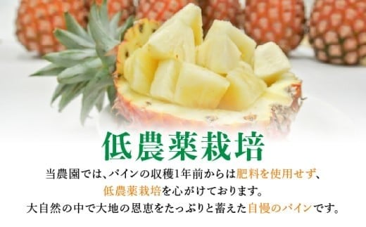 アララガマ農園発祥のピーチパイン。香り高く女性人気NO.1！国内流通量1％未満、幻の完熟ピーチパイン　ピーチパイン4kg（4～10玉）