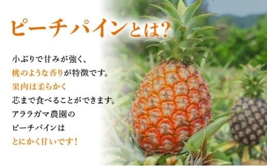 アララガマ農園発祥のピーチパイン。香り高く女性人気NO.1！国内流通量1％未満、幻の完熟ピーチパイン　ピーチパイン4kg（4～10玉）