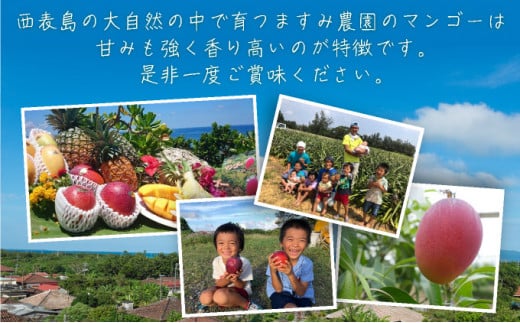 ＜2026年 先行予約＞訳あり 完熟 アップルマンゴー 2L 350g～460g 2玉 マンゴー 果物 デザート 品評会連続入賞 2026年 発送 ますみ農園