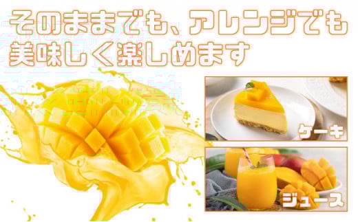 ＜2026年 先行予約＞完熟 アップルマンゴー 2L 350g～460g 2玉 マンゴー 果物 デザート 品評会連続入賞2026年 発送 ますみ農園