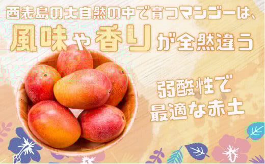 ＜2026年 先行予約＞完熟 アップルマンゴー 2L 350g～460g 2玉 マンゴー 果物 デザート 品評会連続入賞2026年 発送 ますみ農園