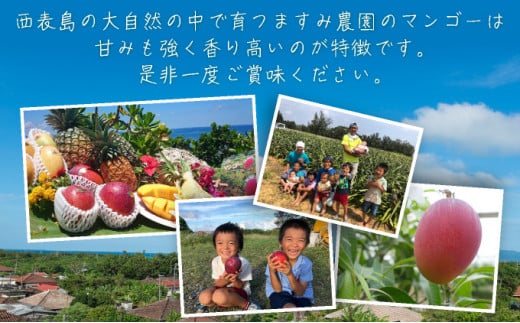 ＜2026年 先行予約＞完熟 アップルマンゴー 2L 350g～460g 2玉 マンゴー 果物 デザート 品評会連続入賞2026年 発送 ますみ農園